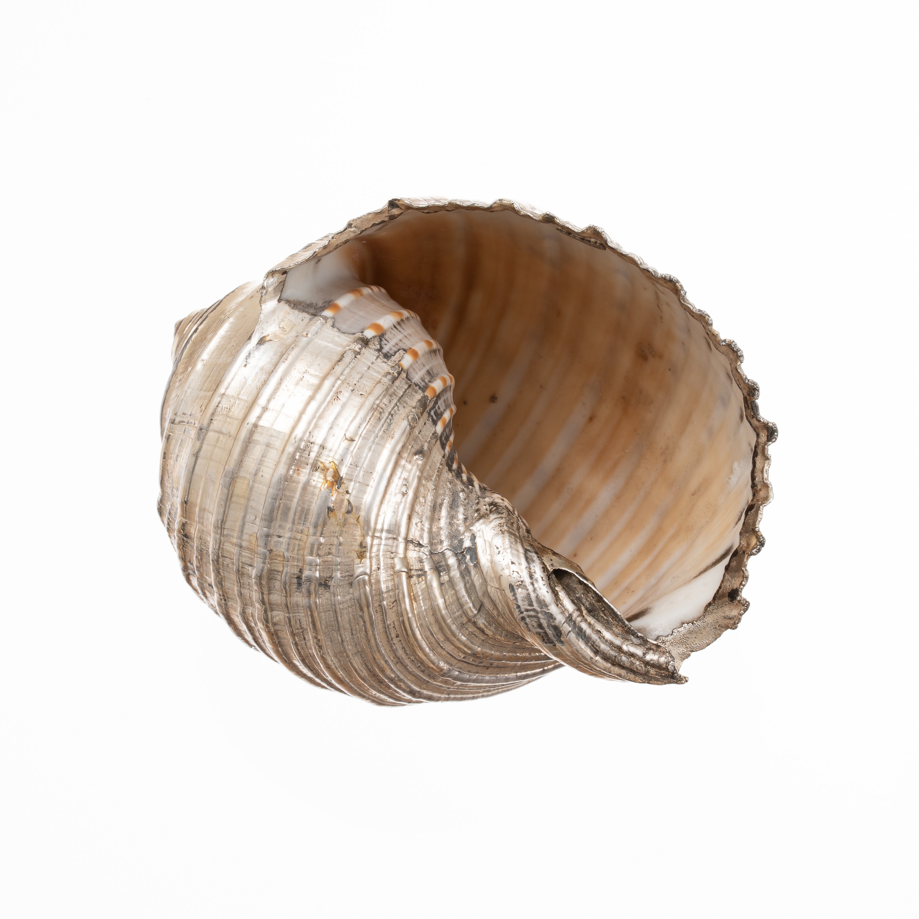 M. BUCCELLATI - TRE CONCHIGLIE RIVESTITE IN ARGENTO